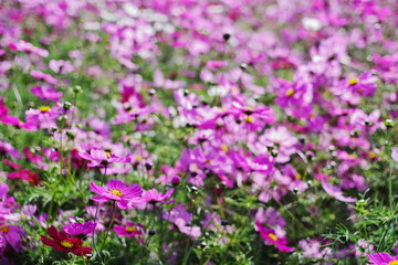 Naklejka premium 満開の秋桜（Cosmos）