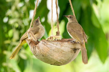 Streak-eared Bulbuls perching on ropes of coconut shell fruit basket