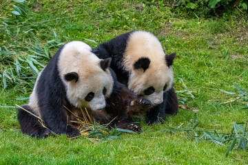 Young giant panda