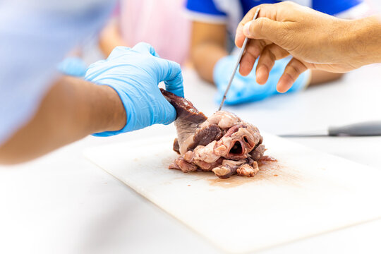 Medical students doing sheep heart dissection in the lab class