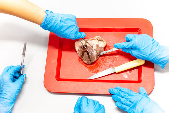 Medical students doing sheep heart dissection in the lab class