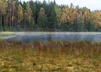 small bog lake in early autumn morning, fog on the lake surface, dry grass in the foreground, tree reflections in the water, cloudy sky