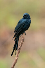 Black Drongo perching on a perch looking into a distance