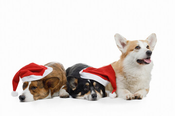 three dogs in Christmas's caps. Pembroke welsh corgi and cardigan on white background