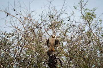 Laggar or lugger falcon or Falco jugger portrait with wings open at tal chhapar blackbuck sanctuary churu rajasthan india