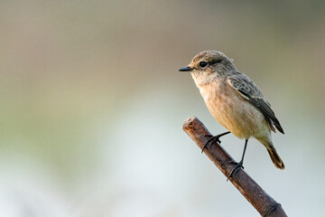 Female Pied Bushchat perching on a perch  looking into a distance