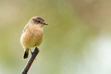 Female Pied Bushchat perching on a perch  looking into a distance