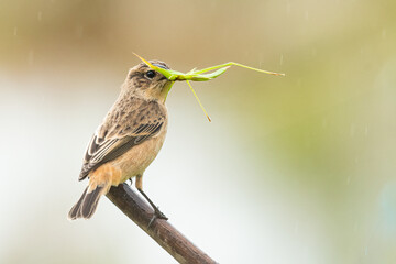 Female Pied Bushchat picking a grasshopper perching on a perch