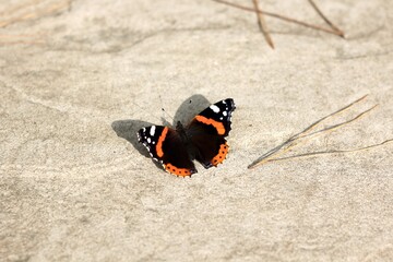 Fototapeta na wymiar black and orange butterfly on a light background