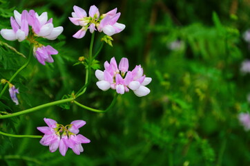 Naklejka premium Close up, macro. Crownvetch or Securigera varia (Coronilla varia) or purple crown vetch. Flowering field plants.