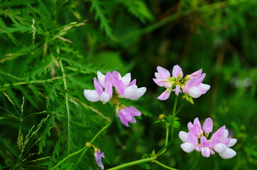 Close up, macro. Crownvetch or Securigera varia (Coronilla varia) or purple crown vetch. Flowering...