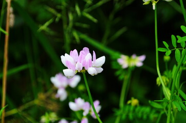 Fototapeta premium Close up, macro. Crownvetch or Securigera varia (Coronilla varia) or purple crown vetch. Flowering field plants.