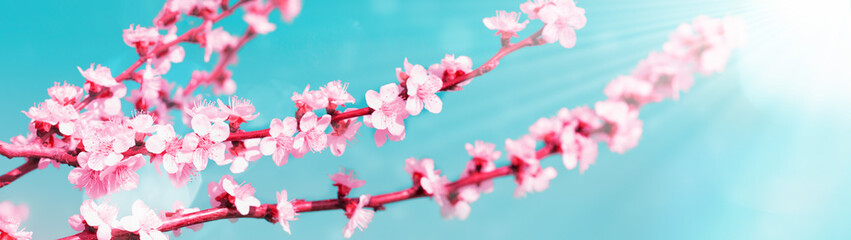 Banner spring background blossoming apricot tree branches