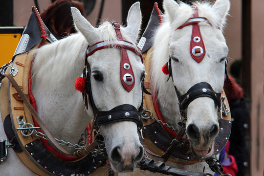 Closeup shot of two white horses on a carriage with a blurred background