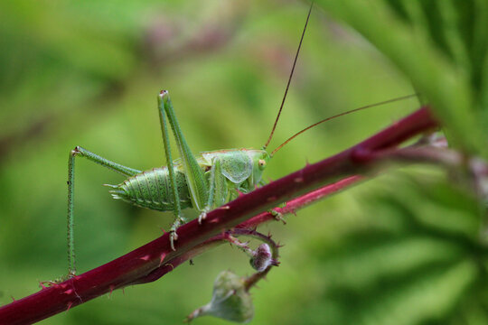 Selective focus shot of a green grasshopper on a thorny branch - Powered by Adobe
