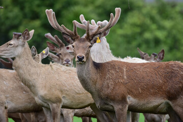 Red white Danish deer in one of the farms in Auckland, New Zealand. 