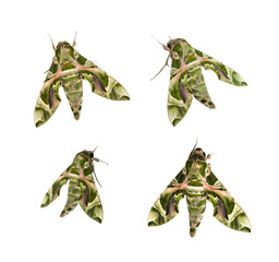 Green butterfly Oleander Hawk-moth pattern like foliage set isolated on white background with...