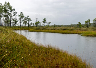 Rainy and gloomy day in the bog, traditional bog landscape with wet trees, grass and bog moss, foggy and rainy background