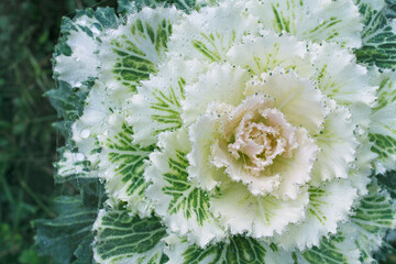 bouquet of white  cabbage flowers natural 