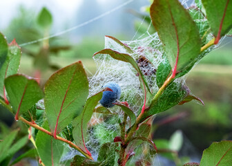spider web in the morning dew, blueberry berries and green leaves, autumn