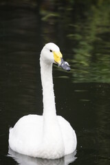 オオハクチョウ
