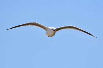 Fototapeta na wymiar Seagull from New Zealand.
