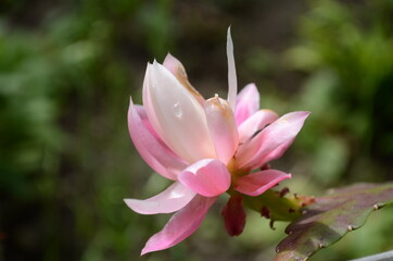 Closeup on Epiphyllum orchid cactus flower stigma and stamen on green background