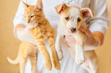 Vet examining, Pet check, dog and cat health care. Puppy and kitten in veterinarian doctor hands at...