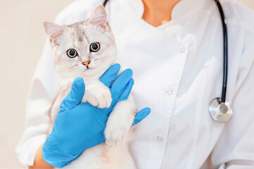 Female vet doctor holding cute scottish straight silver chinchilla cat. Veterinarian with stethoscope holding cute white cat on hands at vet clinic. Pet check, Vet examining at animal clinic