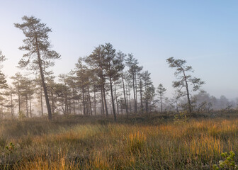 bog landscape in the morning mist, blurred swamp pine contours, bog vegetation, sunrise over the bog