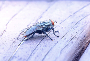 Macro photo of a fly on wood