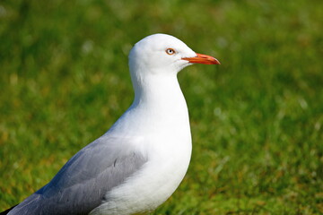 Seagull from New Zealand.