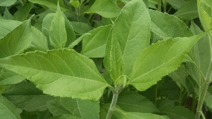 leaves in the garden
