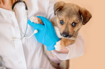 Vet doctor holding mongrel puppy. Veterinarian with stethoscope holding puppy in his hands during...