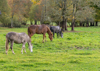 Fototapeta na wymiar landscape with three different colored horses, horses eating grass, colorful autumn day