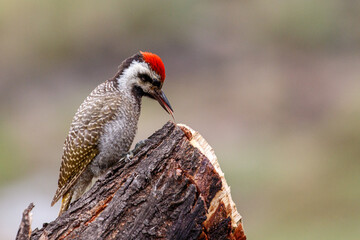 Cardinal woodpecker