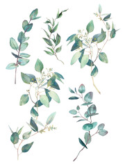 Botany set. Watercolor eucalyptus, fern and various plants set. Hand painted floral clip art: objects isolated on white background.