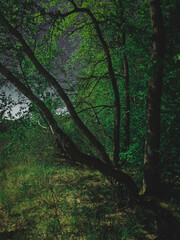 Obraz premium trees in the forest