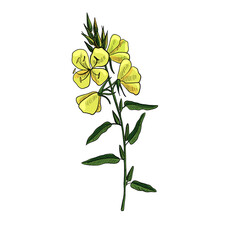 vector drawing evening primrose