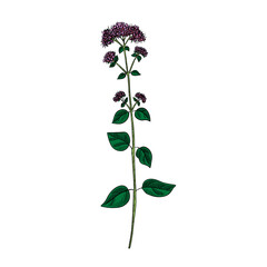 vector drawing oregano plant