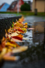 autumn leaves in water