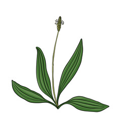 vector drawing plantain © cat_arch_angel