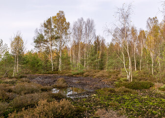 autumn landscape from a peat bog, vegetation characteristic of a developed bog, small deformed...