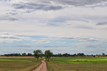 Obraz premium lonely tree in the field, the road to it against the blue sky