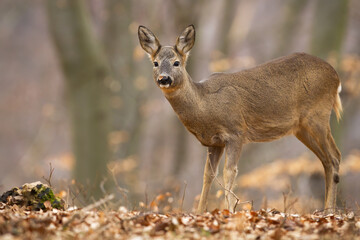 Naklejka na ściany i meble Disturbed roe deer doe, capreolus capreolus, standing in autumn forest. Wild female mammal looking to the camera in woodland in fall. Brown animal staring in wilderness.
