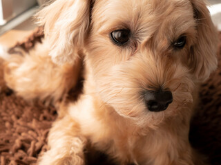 じっと座って見つめるかわいいアプリコットの小型犬【マルプー・トイプードル】
