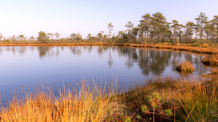 swamp landscape, bog vegetation painted in autumn, grass, moss covers the ground, bog pines