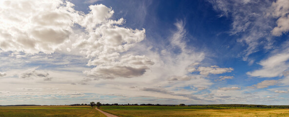 lonely tree in the field, the road to it against the blue sky