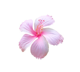 Obraz na płótnie Canvas Light pink chaba flower or hibiscus rosa sinensis blossom isolated on white background , clipping path