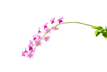 Branch of light pink orchids dendrobium blossom isolated on white background , clipping path